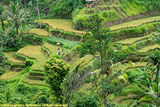 rice terraces